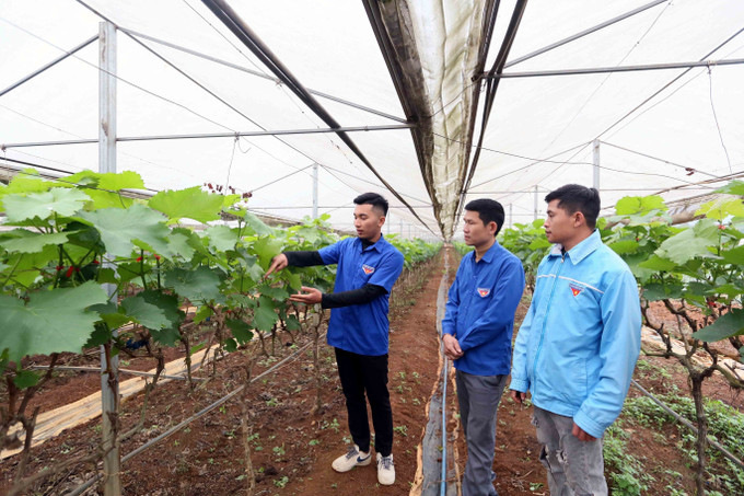 Anh Bùi Việt Hùng (trái), Bí thư Chi đoàn bản Hoàng Văn Thụ, xã Hua La, thành phố Sơn La, tỉnh Sơn La chia sẻ cách chăm sóc cây nho hạ đen cho đoàn viên, thanh niên. Ảnh: Quang Quyết - TTXVN potal-thanh-nien-son-la-khat-vong-lap-than-lap-nghiep-7925081.jpg