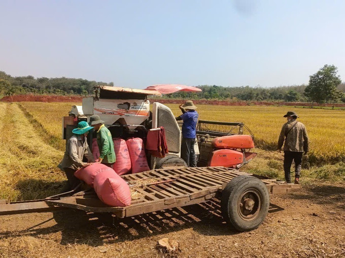 Máy gặt đập liên hợp giúp người dân vùng biên giảm chi phí, tăng hiệu quả lao động. Ảnh: K GỬIH-TTXVN potal-thu-hoach-lua-dau-xuan-o-vung-bien-binh-phuoc-7839389.jpg