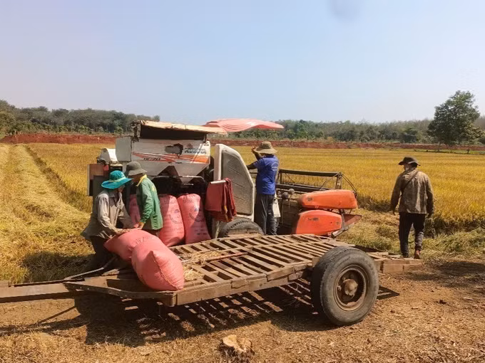 potal-thu-hoach-lua-dau-xuan-o-vung-bien-binh-phuoc-7839389.jpg