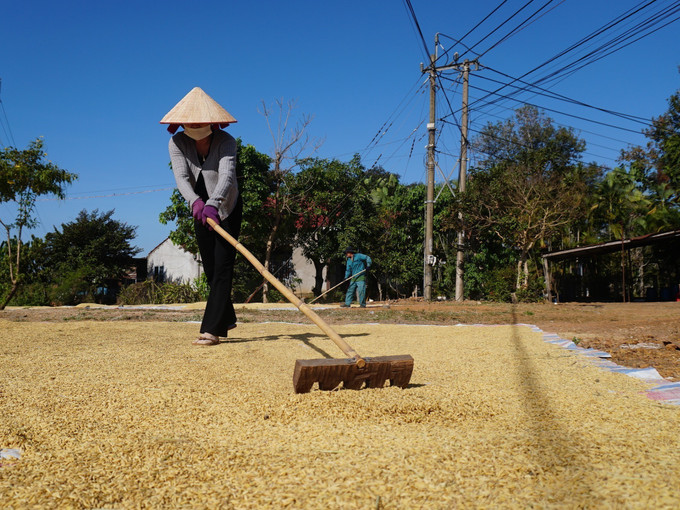Người dân phơi lúa sau khi thu hoạch trong những ngày đầu Xuân. Ảnh: K GỬIH-TTXVN potal-thu-hoach-lua-dau-xuan-o-vung-bien-binh-phuoc-7839298.jpg