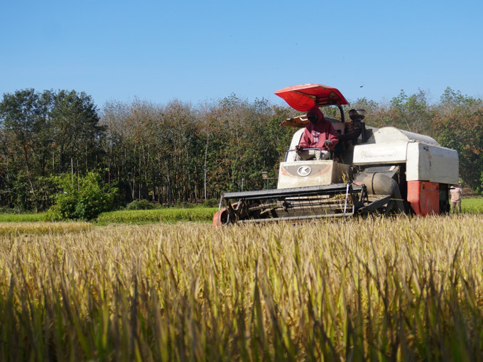 Máy gặt đập liên hợp giúp người dân vùng biên giảm công lao động. Ảnh: K GỬIH-TTXVN potal-thu-hoach-lua-dau-xuan-o-vung-bien-binh-phuoc-7839291.jpg