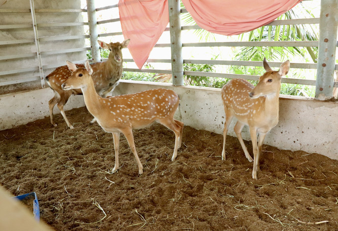 Mô hình nuôi hươu sao lấy nhung có giá trị kinh tế cao, nhẹ công chăm sóc. Ảnh: Thanh Sang-TTXVN potal-an-giang-nong-dan-lam-giau-nho-nuoi-huou-lay-nhung-7835761.jpg
