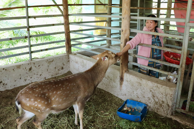 Hươu không kén thức ăn, thức ăn của hươu chủ yếu là cỏ và nhiều loại rau, củ, quả có sẵn trong vườn. Ảnh: Thanh Sang-TTXVN potal-an-giang-nong-dan-kham-kha-nho-nuoi-huou-lay-nhung-7835765.jpg