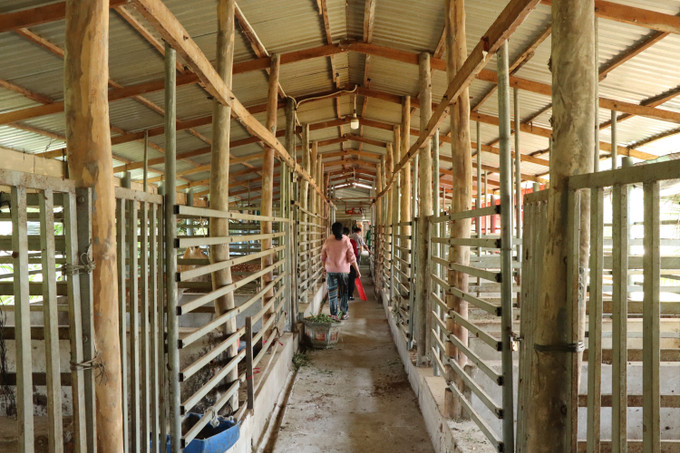 Trại nuôi hươu của anh Thảo được ngăn thành các ô có kích thước khoảng 4m, mỗi ô có thể nuôi 4 con. Ảnh: Thanh Sang-TTXVN potal-an-giang-nong-dan-kham-kha-nho-nuoi-huou-lay-nhung-7835763.jpg