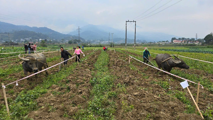 Thi cày ruộng giỏi và gieo hạt đầu xuân. Ảnh: Hương Thu-TTXVN potal-ban-lang-nguoi-giay-tung-bung-mo-hoi-xuong-dong-7839153.jpg