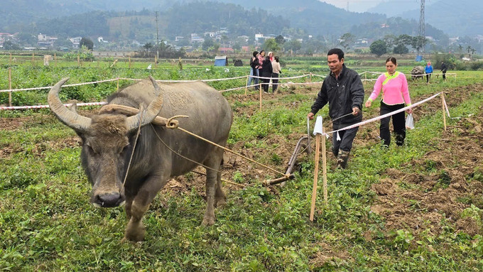 Thi cày ruộng giỏi và gieo hạt đầu xuân. Ảnh: Hương Thu-TTXVN potal-ban-lang-nguoi-giay-tung-bung-mo-hoi-xuong-dong-7839174.jpg