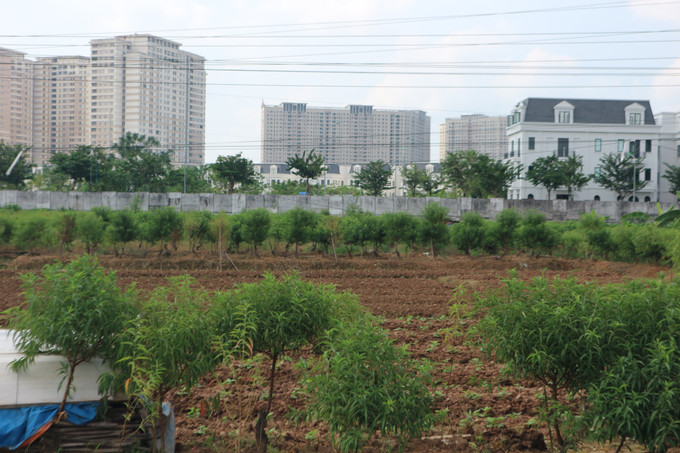 Đất nông nghiệp công ích của phường Dương Nội (Hà Nội). Ảnh Mạnh Khánh-TTXVN potal-chong-lang-phi-dat-dai-tai-ha-noi-7784216-1.jpg