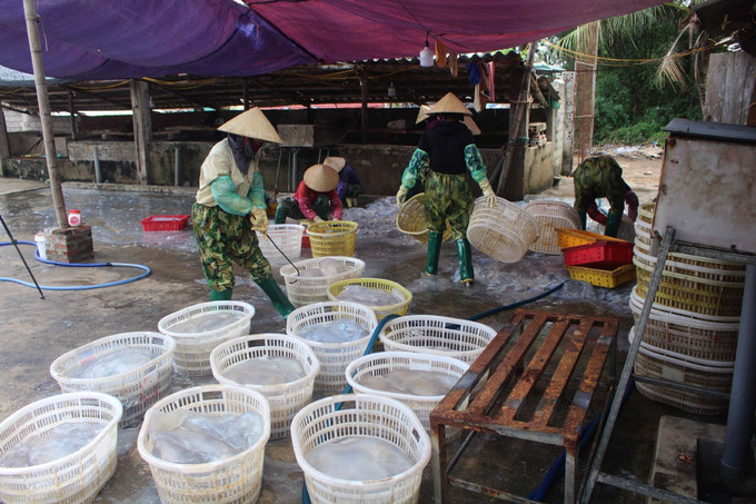 Công nhân sơ chế sứa. Ảnh: Trịnh Duy Hưng-TTXVN potal-thanh-hoa-sua-bien-duoc-gia-ngu-dan-thanh-hoa-phan-khoi-vuon-khoi-hai-vang-trang-6698996.jpg