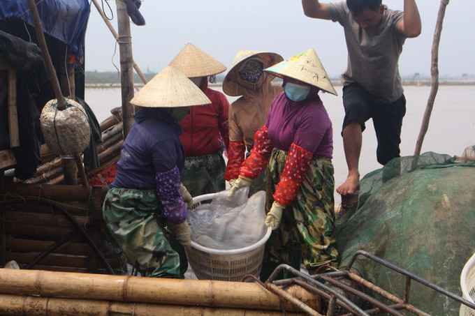 Sứa được tiêu thương thu mua ngay trên bè, mảng với giá 25.000 - 30.000 đồng/con. Ảnh: Trịnh Duy Hưng-TTXVN potal-thanh-hoa-sua-bien-duoc-gia-ngu-dan-thanh-hoa-phan-khoi-vuon-khoi-hai-vang-trang-6698988.jpg