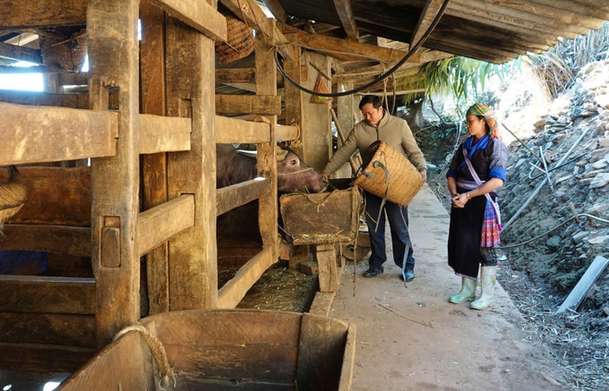 Người dân xã La Pán Tẩn, huyện Mù Cang Chải theo dõi thường xuyên sức khỏe của đàn gia súc; nuôi nhốt và không thả rông trâu bò trong những ngày rét đậm, rét hại. Ảnh: Tuấn Anh – TTXVN potal-yen-bai-chu-dong-phong-chong-ret-dam-ret-hai-tren-dia-ban-7830906.jpg