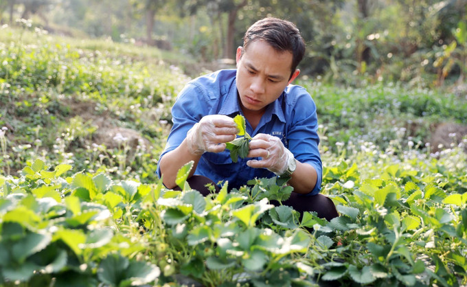 Anh Lò Văn Vượng kiểm tra sự phát triển của cây dâu tây trong thời kỳ ra hoa và quả. Ảnh: Quý Trung – TTXVN potal-lai-chau-guong-dang-vien-tre-tien-phong-lam-kinh-te-gioi-7912365.jpg
