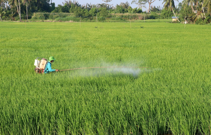 Nông dân xã Vĩnh Hòa Phú, huyện Châu Thành (Kiên Giang) chăm sóc lúa Đông Xuân 2024 - 2025. Ảnh: Lê Huy Hải - TTXVN potal-kien-giang-van-hanh-cong-au-thuyen-vam-ba-lich-kiem-soat-man-7802723.jpg