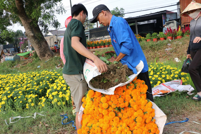 Nhà nông tại cánh đồng hoa Tân Ba ở thành phố Tân Uyên, tỉnh Bình Dương tất bật thu hoạch hoa phục vụ thị trường tiễn ông Công ông Táo. Ảnh: Dương Chí Tưởng-TTXVN potal-ron-rang-canh-dong-hoa-lon-nhat-o-binh-duong-7818357.jpg