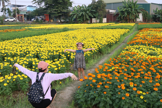 Người dân các nơi đến chick in tại cánh đồng hoa Tân Ba ở thành phố Tân Uyên, tỉnh Bình Dương. Ảnh: Dương Chí Tưởng-TTXVN potal-ron-rang-canh-dong-hoa-lon-nhat-o-binh-duong-7818348.jpg