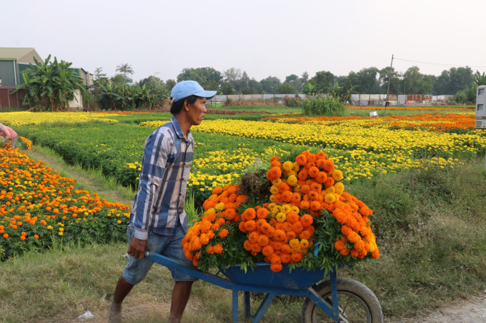 Nhà nông tại cánh đồng hoa Tân Ba ở thành phố Tân Uyên, tỉnh Bình Dương tất bật chở hoa phục vụ thị trường tiễn ông Công ông Táo. Ảnh: Dương Chí Tưởng-TTXVN Nhà nông tại cánh đồng hoa Tân Ba ở thành phố Tân Uyên, tỉnh Bình Dương tất bật chở hoa phục vụ thị trường tiễn ông Công ông Táo. Ảnh: Dương Chí Tưởng-TTXVN