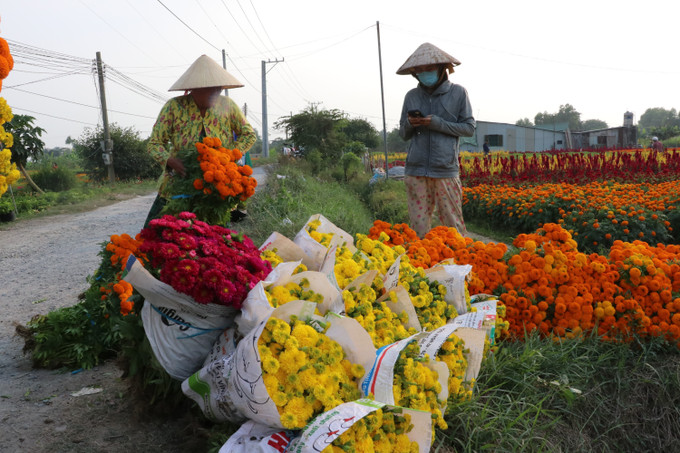 Nhà nông tại cánh đồng hoa Tân Ba ở thành phố Tân Uyên, tỉnh Bình Dương tất bật thu hoạch hoa phục vụ thị trường tiễn ông Công ông Táo. Ảnh: Dương Chí Tưởng-TTXVN potal-ron-rang-canh-dong-hoa-lon-nhat-o-binh-duong-7818380.jpg
