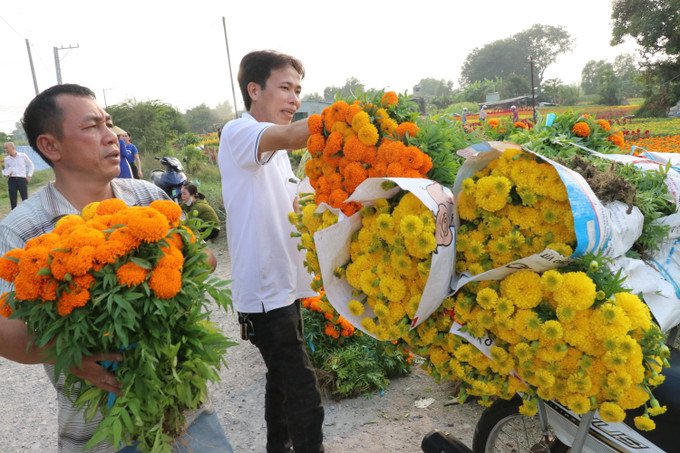 Nhà nông tại cánh đồng hoa Tân Ba ở thành phố Tân Uyên, tỉnh Bình Dương tất bật chở hoa phục vụ thị trường tiễn ông Công ông Táo. Ảnh: Dương Chí Tưởng-TTXVN potal-ron-rang-canh-dong-hoa-lon-nhat-o-binh-duong-7818375.jpg