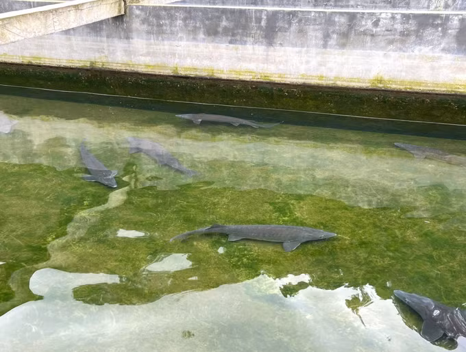 Sau một năm chăm sóc, trung bình mỗi con cá tầm sẽ có trọng lượng từ 2,5-3 kg/con, thời điểm hiện tại giá bán dao động 180.000 đồng đến 220.000 đồng/kg. Ảnh: Tiến Khánh - TTXVN