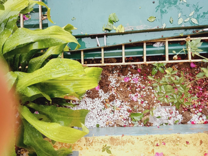 Mưa đá rơi vào ruộng vườn, hoa màu của người dân. Ảnh: TTXVN phát potal-mua-da-xuat-hien-o-huyen-bien-gioi-muong-lat-thanh-hoa-7909437.jpg