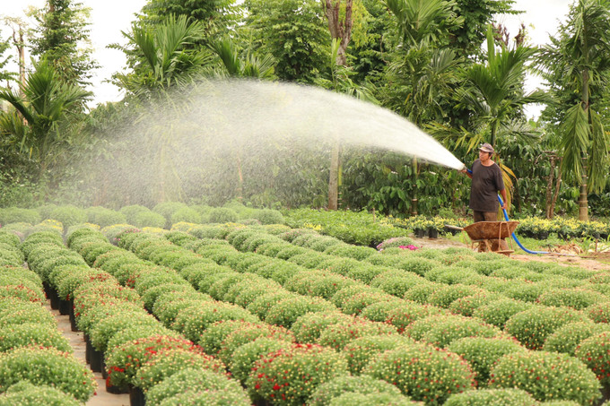 Nhà vườn tại Làng hoa Khánh Xuân tập trung chăm sóc chuẩn bị phục vụ thị trường tiêu thụ trong dịp Tết. Ảnh: Tuấn Anh - TTXVN potal-nha-vuon-dak-lak-tap-trung-cham-soc-hoa-phuc-vu-tet-nguyen-dan-7796186.jpg