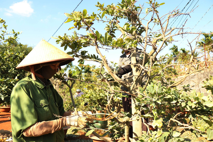 Nhà vườn chăm sóc hoa phục vụ Tết Nguyên đán. Ảnh: Tuấn Anh – TTXVN potal-nha-vuon-dak-lak-tap-trung-cham-soc-hoa-phuc-vu-tet-nguyen-dan-7796184.jpg