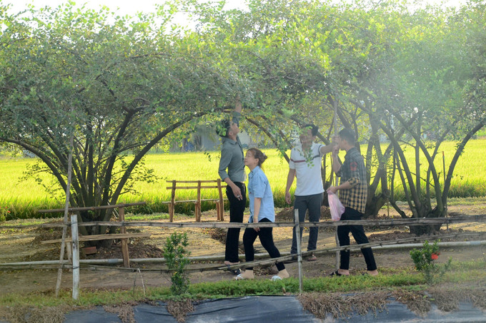 Du khách đến tham quan địa điểm du lịch vườn táo ở huyện Gò Công Đông, tỉnh Tiền Giang. Ảnh: Hữu Chí - TTXVN potal-tien-giang-thu-hut-khach-du-lich-dip-tet-nguyen-dan-6556145.jpg