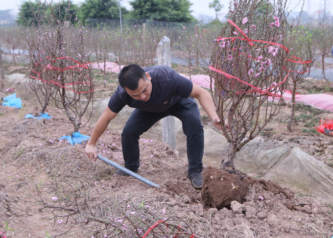 Người dân Nam Định đánh bầu gốc đào để vận chuyển mang đi tiêu thụ. Ảnh: Công Luật - TTXVN potal-nguoi-trong-dao-nam-dinh-khan-truong-cung-ung-cho-thi-truong-tet-2025-7825174.jpg