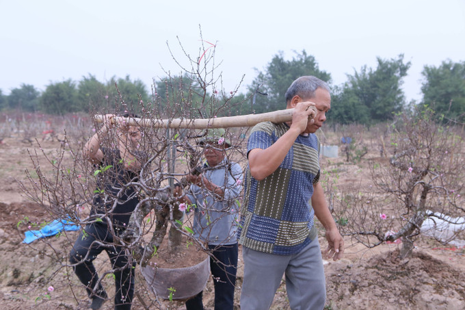 Vận chuyển cây đào để mang đi tiêu thụ. Ảnh: Công Luật - TTXVN potal-nguoi-trong-dao-nam-dinh-khan-truong-cung-ung-cho-thi-truong-tet-2025-7825167.jpg