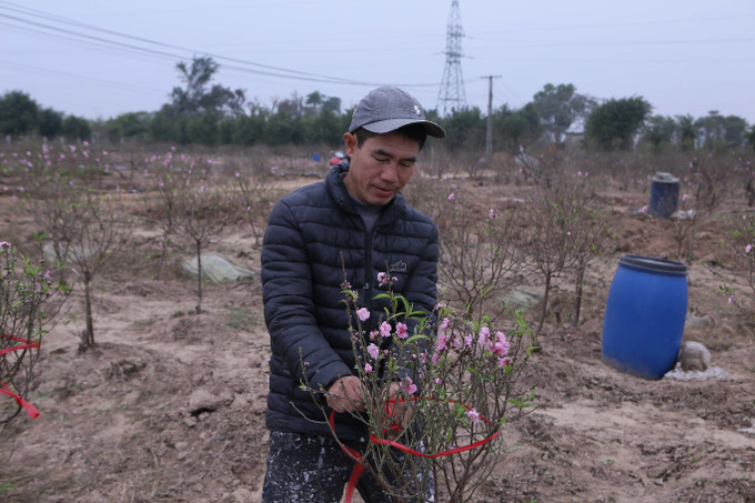 Người dân buộc tán đào gọn lại để chuẩn bị đánh bầu gốc đào. Ảnh: Công Luật - TTXVN potal-nguoi-trong-dao-nam-dinh-khan-truong-cung-ung-cho-thi-truong-tet-2025-7825182.jpg