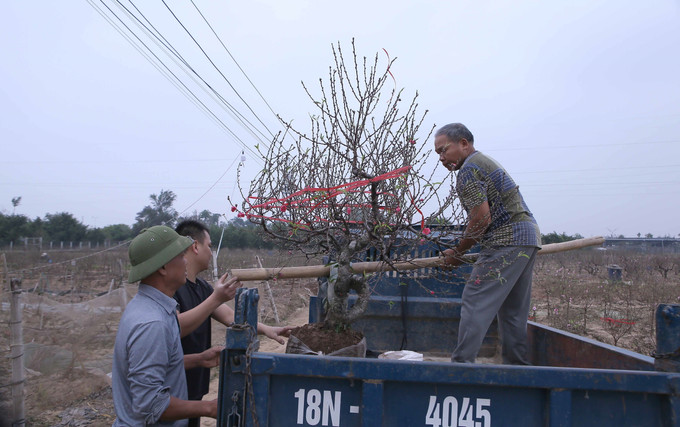 Người dân vận chuyển cây đào lên xe để mang đi tiêu thụ. Ảnh: Công Luật - TTXVN potal-nguoi-trong-dao-nam-dinh-khan-truong-cung-ung-cho-thi-truong-tet-2025-7825168.jpg