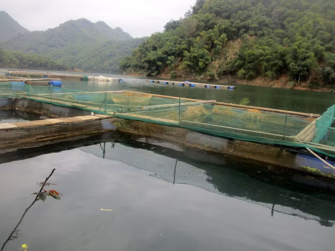 potal-thanh-hoa-nghe-nuoi-ca-long-tren-long-ho-thuy-dien-giup-nguoi-dan-mien-nui-thoat-ngheo-7916275.jpg