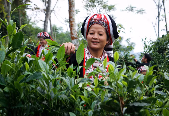 potal-ha-giang-bao-ton-va-phat-trien-cay-che-shan-tuyet-theo-huong-huu-co-huong-di-ben-vung-6418201.jpg