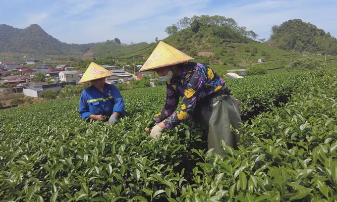 Thu hoạch vụ chè xuân ở Mộc Châu (Sơn La). Ảnh: TTXVN phát potal-cao-nguyen-moc-chau-son-la-vao-vu-che-xuan-7991584.jpg