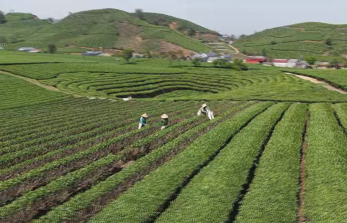 Thu hoạch vụ chè xuân đầu tiên trong năm ở Mộc Châu, tỉnh Sơn La. Ảnh: TTXVN phát potal-cao-nguyen-moc-chau-son-la-vao-vu-che-xuan-7991588.jpg