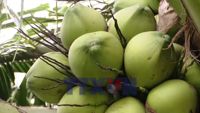 Phát triển vùng chuyên canh dừa phục vụ xuất khẩu