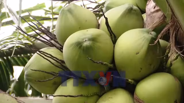 Phát triển vùng chuyên canh dừa phục vụ xuất khẩu