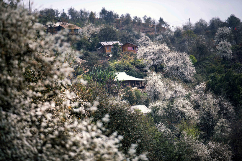 Hoa sơn tra ở Ngọc Chiến vào mùa nở rộ thu hút du khách tới trải nghiệm