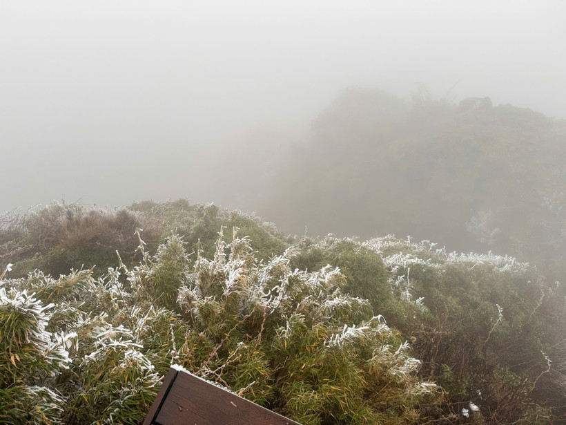 Triển khai nhiều biện pháp phòng, chống rét cho cây trồng, vật nuôi