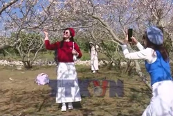 Ngắm hoa theo mùa trở thành xu hướng du lịch