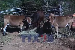 Người dân vùng cao Nậm Có chủ động phòng, chống rét cho gia súc