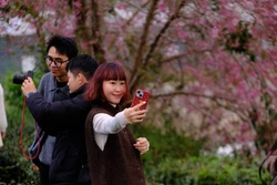 Xây dựng bản đồ số cho du khách trong Lễ hội hoa mai anh đào - Đà Lạt