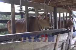 Người dân vùng cao chủ động phòng, chống đói rét cho đàn vật nuôi