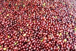 Khởi tố hai vợ chồng làm cà phê giả bán ở nhiều tỉnh