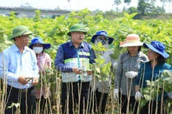Triển khai truyền thông hướng dẫn khôi phục sản xuất sau mưa lũ
