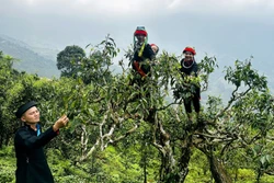 Cây chè Shan tuyết - 'tài sản xanh' của đại ngàn Tây Côn Lĩnh