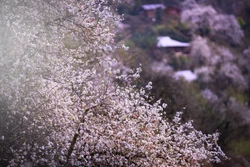 Mùa hoa sơn tra tinh khôi ở Nậm Nghiệp