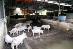 Thái Nguyên: 12 xã, phường cơ bản khống chế được dịch tả lợn châu Phi