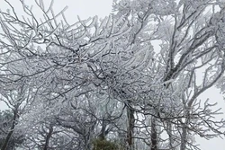 Cao Bằng: Phòng, chống rét, bảo vệ sản xuất vụ Đông Xuân