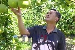 Từ quả ngọt thoát nghèo đến hành trình ra biển lớn