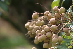 Xây dựng thương hiệu nhãn Sơn Thủy